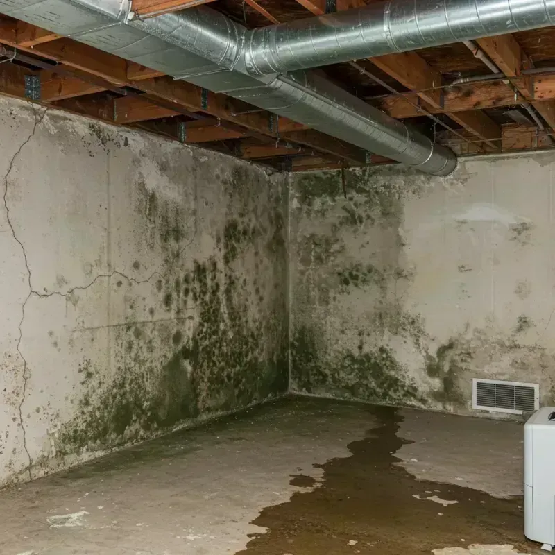 Professional Mold Removal in Coal Grove, OH